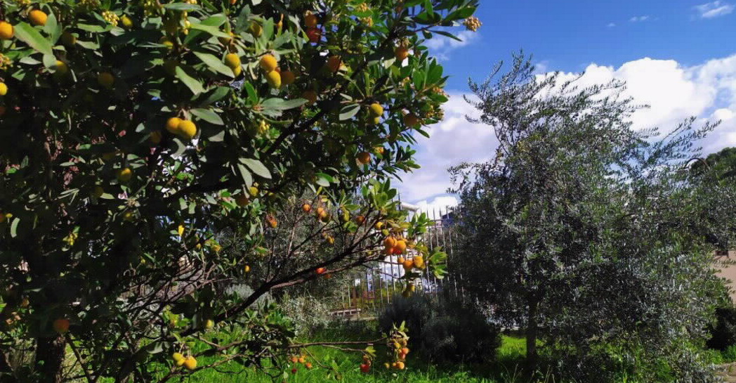 I frutti del giardino pleistocenico: corbezzoli e olive I frutti del giardino pleistocenico: corbezzoli e olive