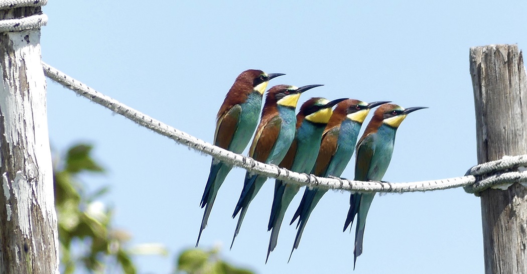 Laboratri Biodiversità-Gruccioni