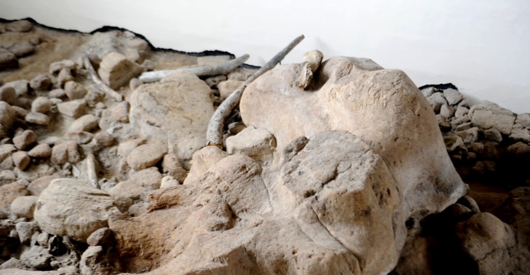 Museo di Casal de' Pazzi Museo di Casal de' Pazzi