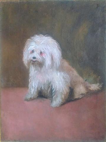Cane maltese Pippa', olio su tela, 57x43 cm Cane maltese Pippa', olio su tela, 57x43 cm